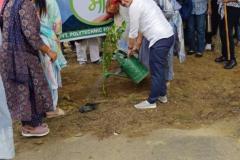 Tree Plantation